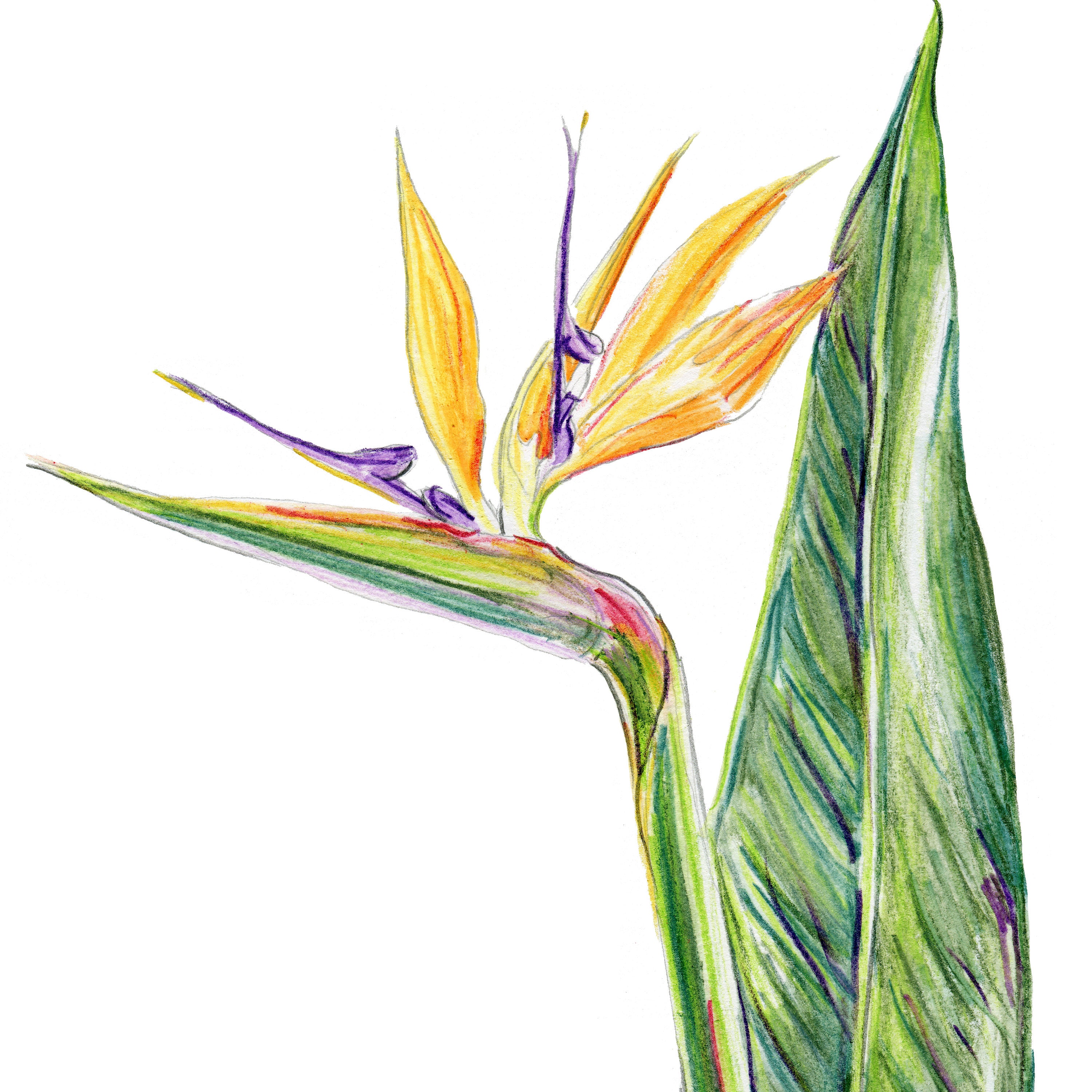Tropical Bird of Paradise Drawing Print. South African Tropical Bird of Paradise Drawing Print. South African
