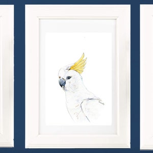 Australian native birds art print set. Cockatoo, pink Galah and Major Mitchell Watercolour pencil artworks. Unique gift, bedroom or wall art Set of 3x A4