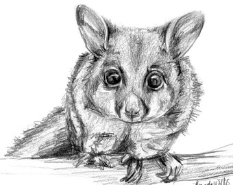 Australian Brushtail Possum drawing print. Native animal black and white sketch nature lover art. Unique Gift for her, modern country decor
