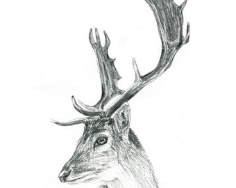 F10 油絵『鹿の骨の習作』 油絵「小鹿頭骨のある静物」 | iichi 日々