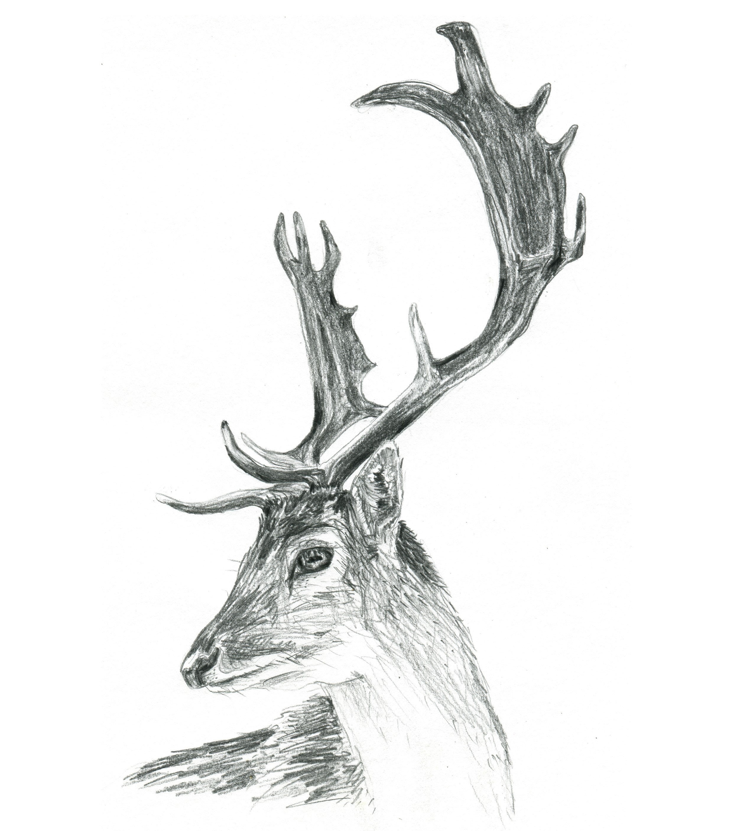 Deer Sketch  Arif Retro  Drawings  Illustration Animals Birds  Fish  Deer  ArtPal