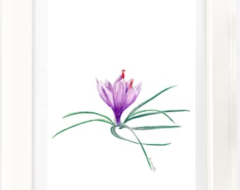 Saffron Crocus bud watercolour pencil artwork print. Purple kitchen garden flower drawing. Botanical art lover or unique gift. Country decor