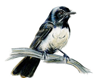 Hand drawn Willy Wagtail drawing print. Australian native bird watercolour artwork. Bird lover gift, Aussie theme or country style decor