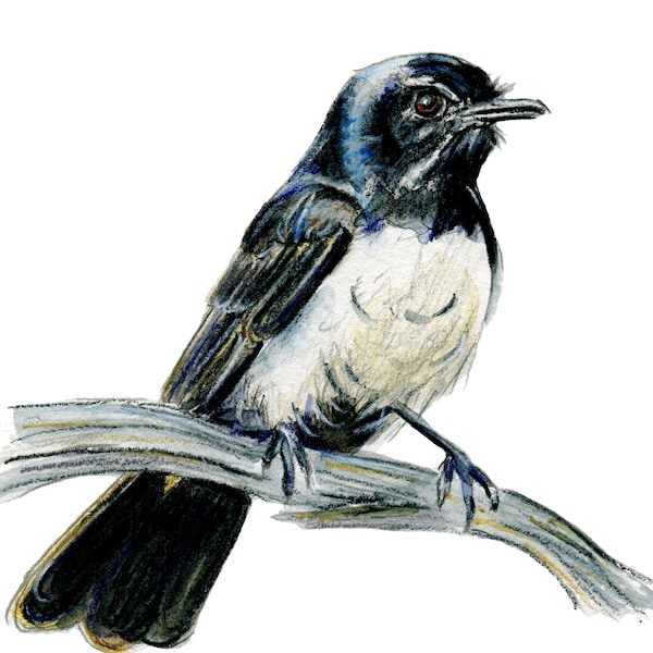 Hand drawn Willy Wagtail drawing print. Australian native bird watercolour artwork. Bird lover gift, Aussie theme or country style decor