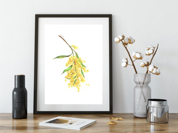 黄色いワトルの花の絵のプリント。オーストラリア原産の花の水彩鉛筆