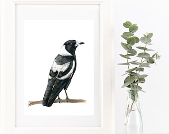 Watercolour Magpie drawing print. Australian native black and white bird pencil & paint artwork. Aussie Modern country decor or unique gift