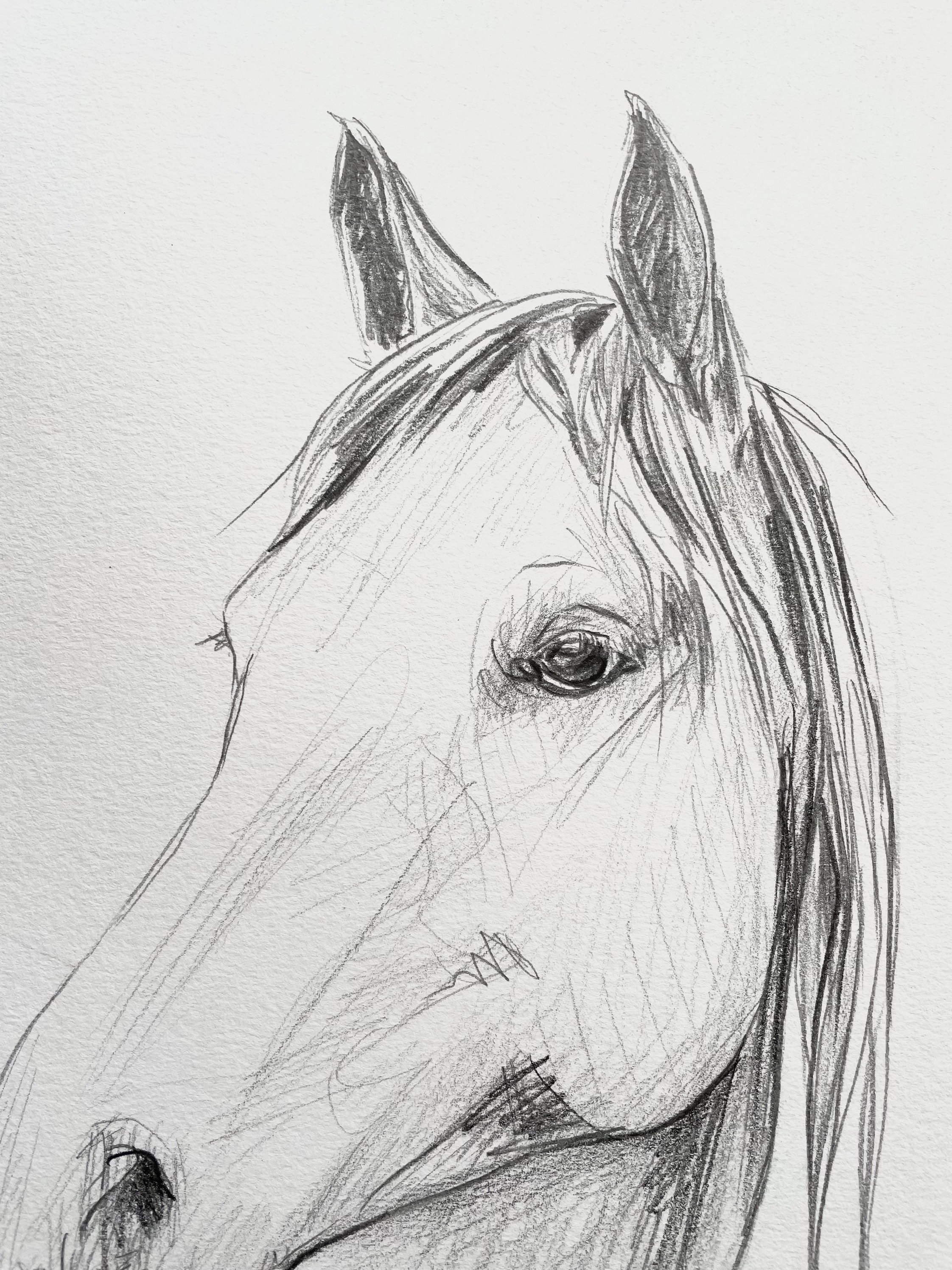 オリジナルの馬の絵。手描きの鉛筆画。馬好きの方へのエレガントな馬の