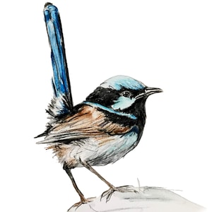 Hand drawn Blue Wren drawing print. Australian native bird watercolour pencil. Unique Bird lovers gift, Aussie theme, country style decor.