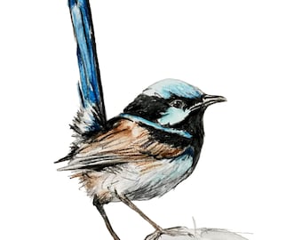 Hand drawn Blue Wren drawing print. Australian native bird watercolour pencil. Unique Bird lovers gift, Aussie theme, country style decor.