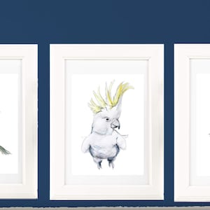 May include: Three framed illustrations of Australian birds. The left frame shows a black and white bird with a blue head perched on a branch. The middle frame shows a white cockatoo with a yellow crest. The right frame shows a blue wren with a long blue tail.