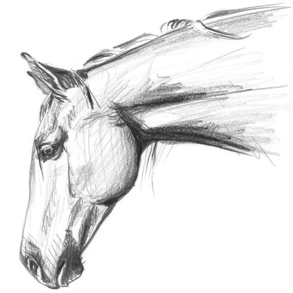 Tirage de portrait de cheval dessiné à la main. Dessin au crayon noir et  blanc art amateur de chevaux. Cadeau unique pour elle, scandi ou décoration  de maison de campagne. 