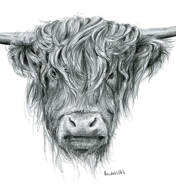 Cow Drawing Picture  Drawing Skill