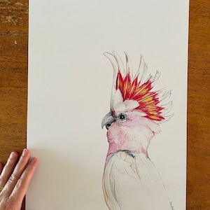 Major Mitchell Kakadu Druck. Handgezeichnete australische Vogel-Aquarell-Bleistift-Skizze. Vogel Liebhaber Geschenk, Land Dekor