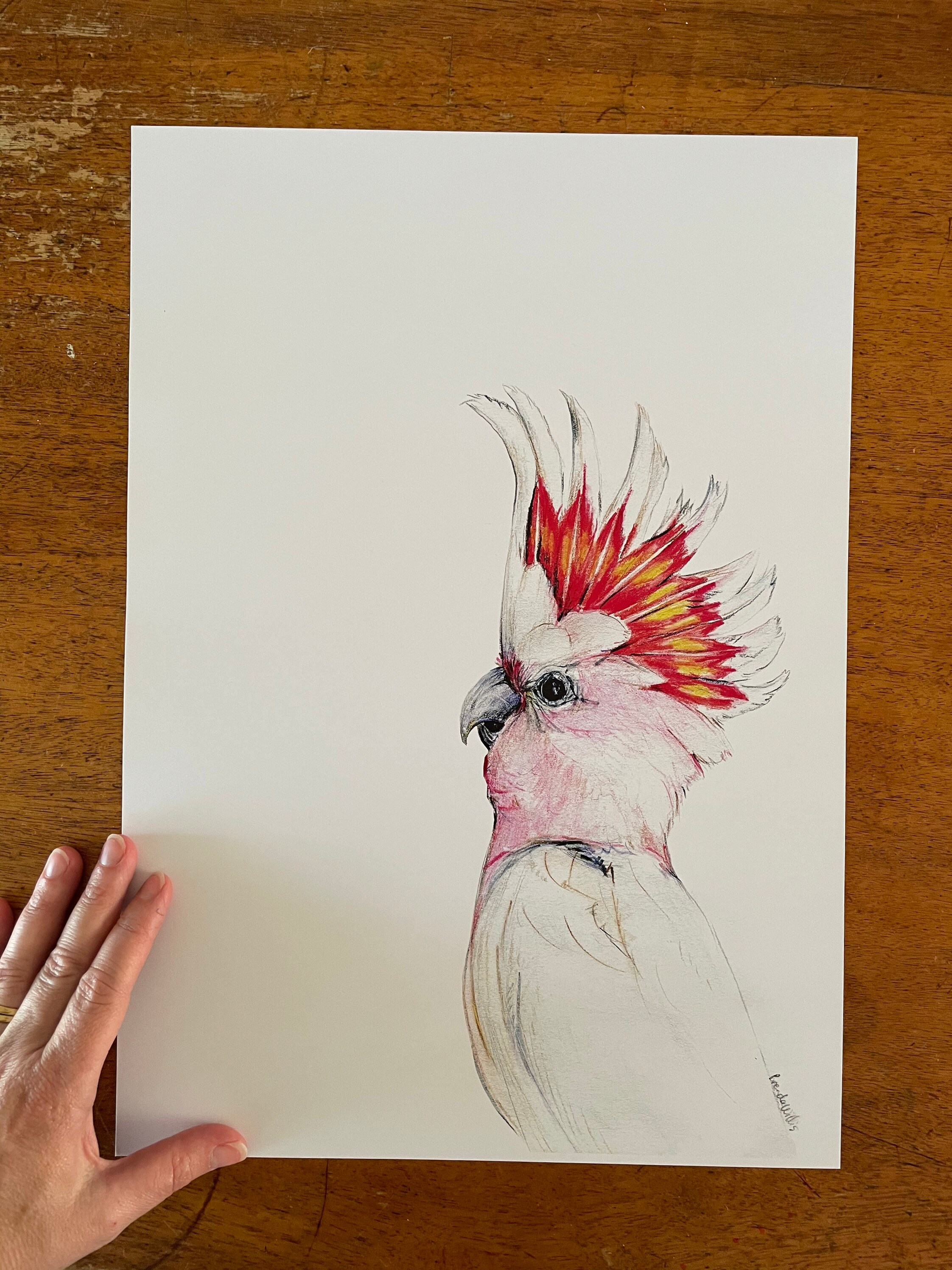 メジャー・ミッチェルオウムの絵の版画。オーストラリア原産の鳥を水彩