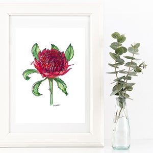 Impressão em aquarela Waratah vermelha e desenho em caneta. Arte de flores nativas australianas. Presente exclusivo para amantes de flores, tema australiano, decoração em estilo country