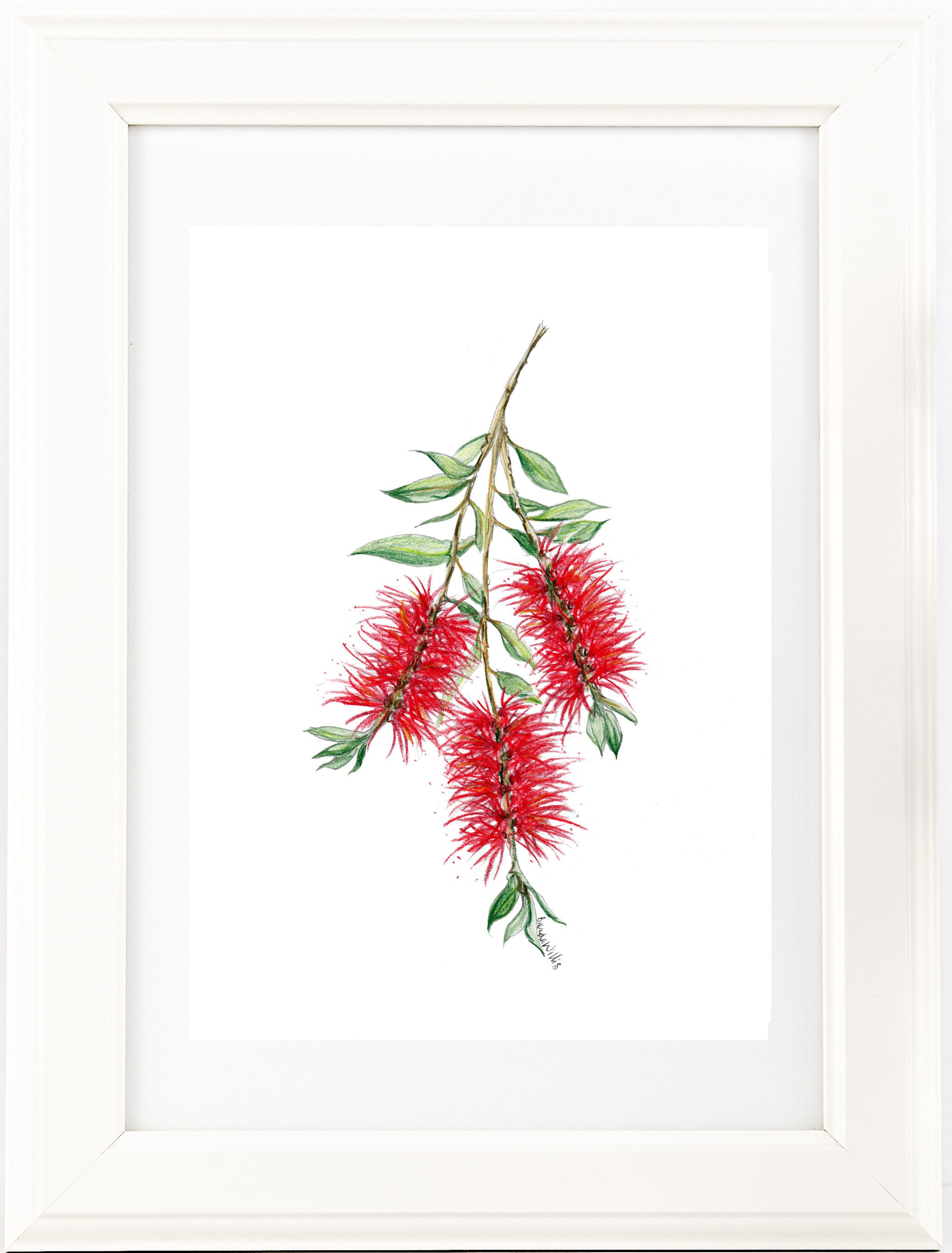 Buy Red Bottlebrush Watercolour Drawing Print Australian Native Online in  India  Etsy