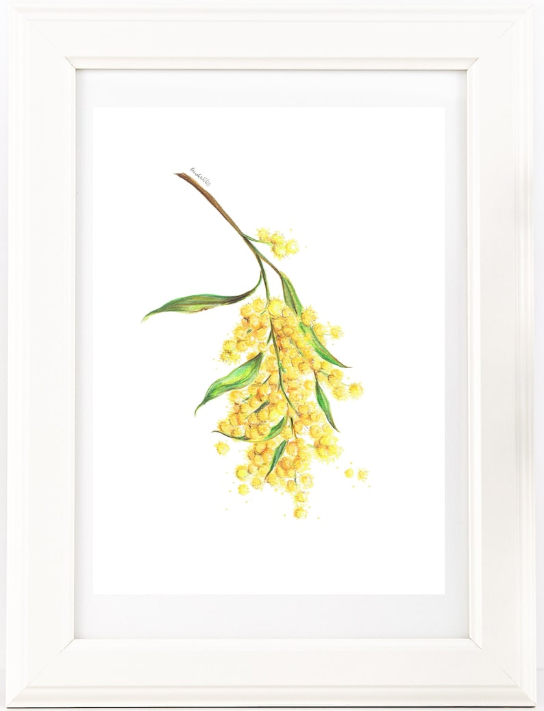 May include: A watercolor painting of a branch of yellow mimosa flowers with green leaves. The flowers are clustered together and have a delicate, feathery appearance.