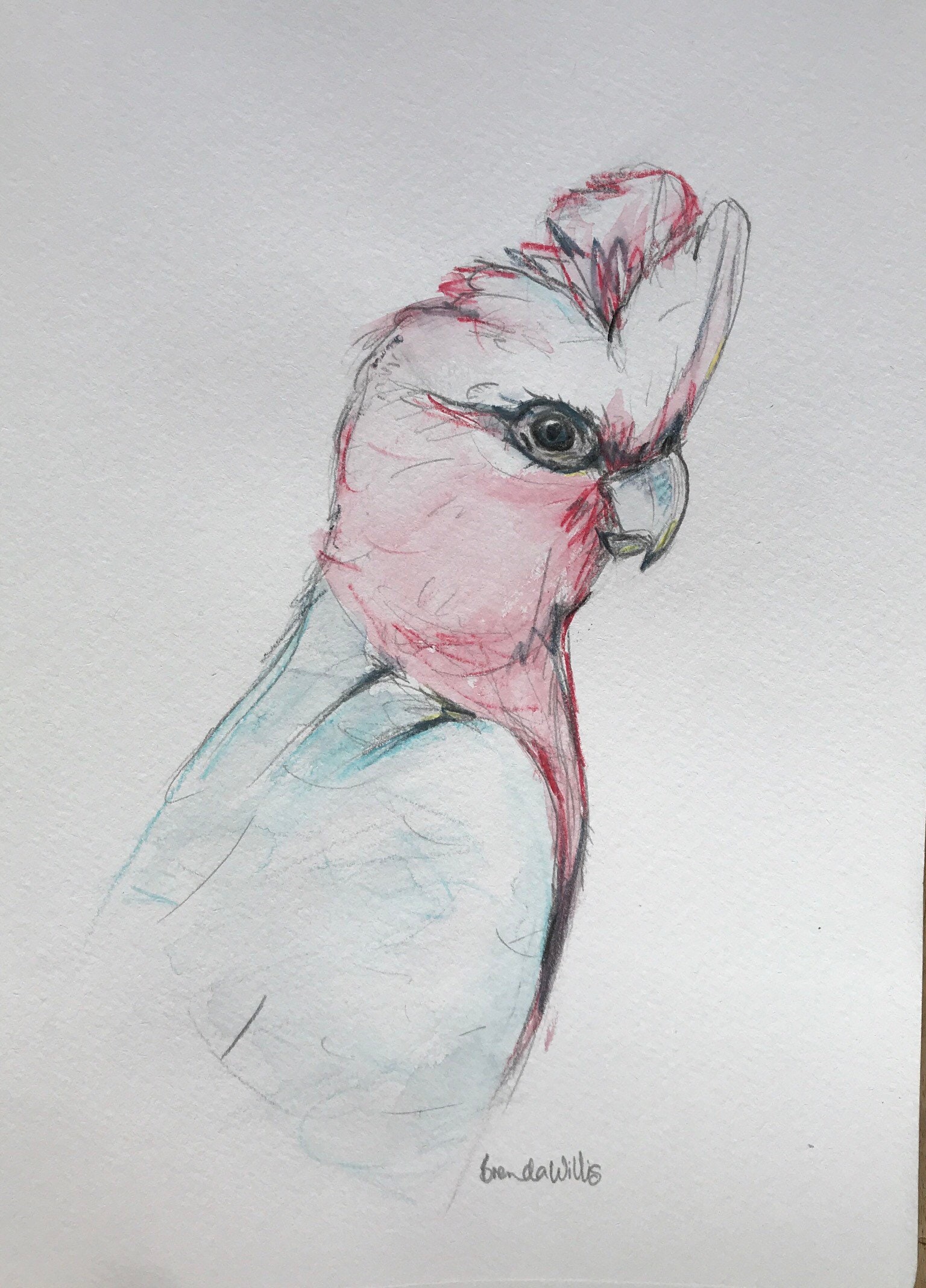 Original Australian Galah Watercolour Drawing Artwork Pink Parrot Native Bird Pencil Sketch Art Unique Gift For Her Hand Drawn Home Decor