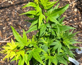 Mikawa Yatsubusa Japanese Maple 1g