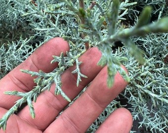 Blue Ice Arizona cypress 3g large tree!