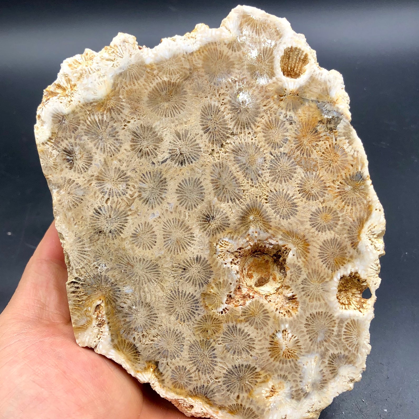 950g Natural Beautiful Coral jade fossil Mineral Specimen Etsy