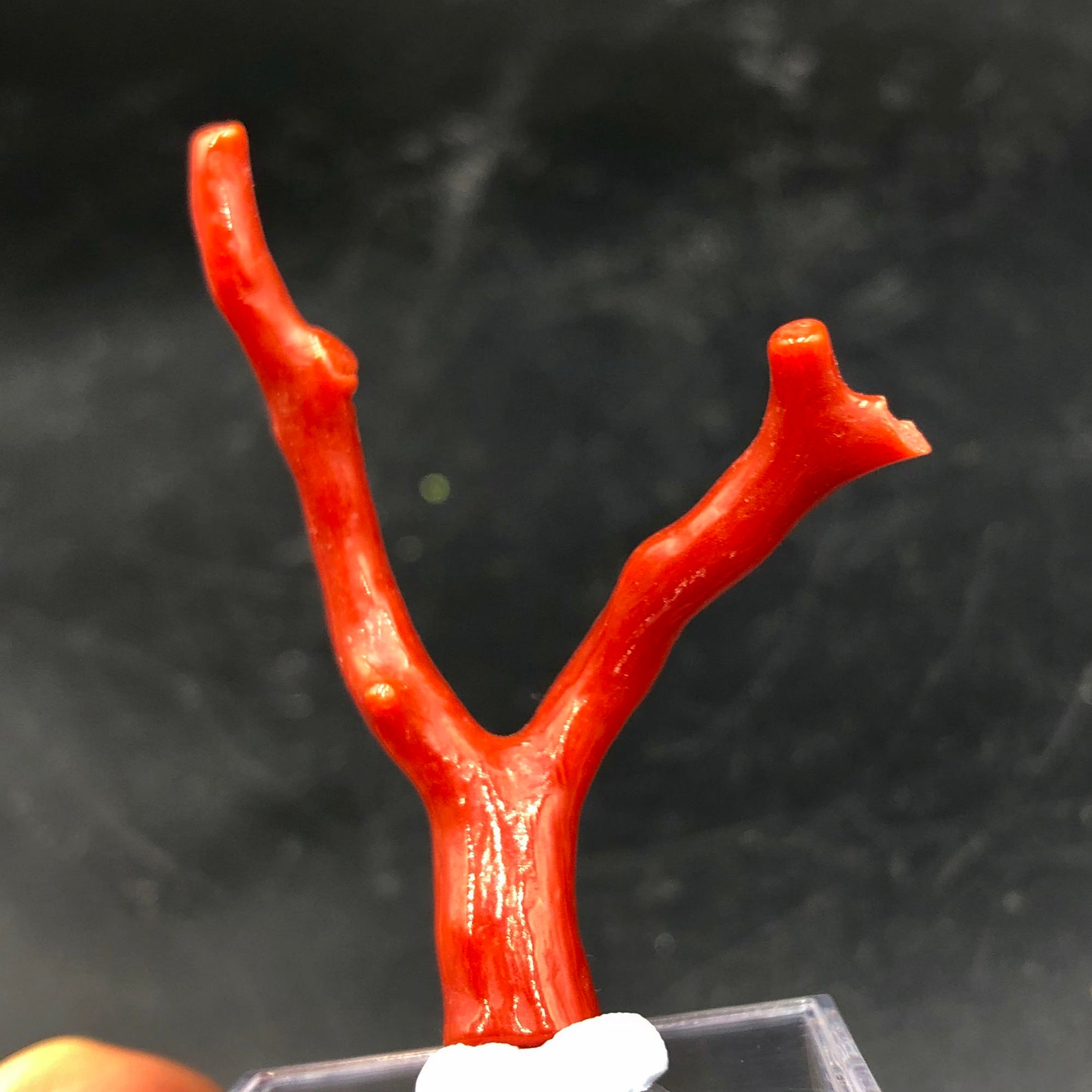 Red Coral 100 Natural Beautiful Rare Red Coral Branches Etsy UK