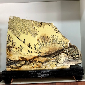 RARE Natural Tree fossil Museum collection