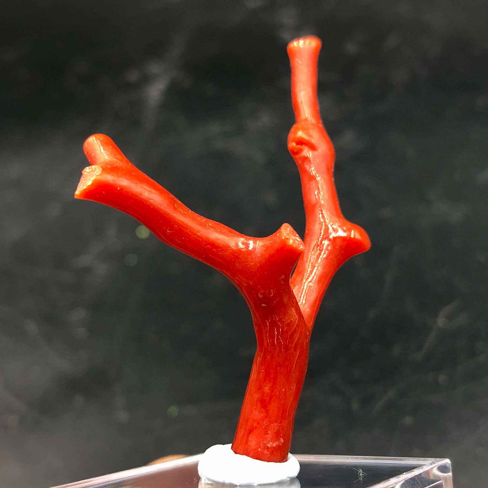 Red Coral 100 Natural Beautiful Rare Red Coral Branches Etsy UK