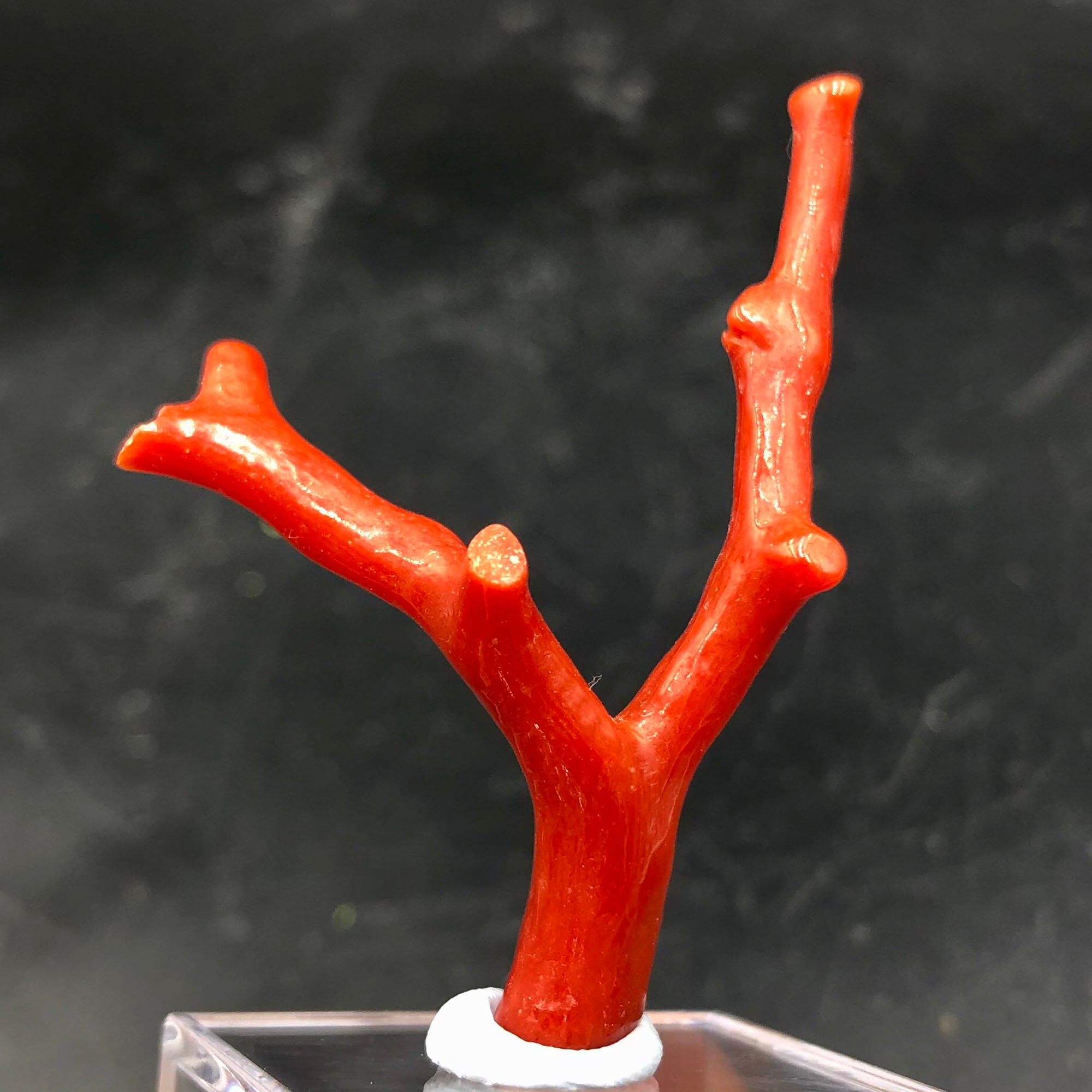 Red Coral 100 Natural Beautiful Rare Red Coral Branches Etsy UK