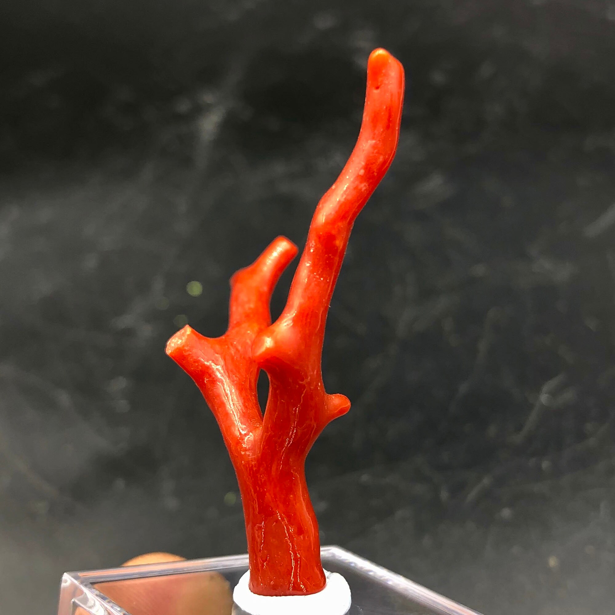 Red Coral 100 Natural Beautiful Rare Red Coral Branches Etsy UK