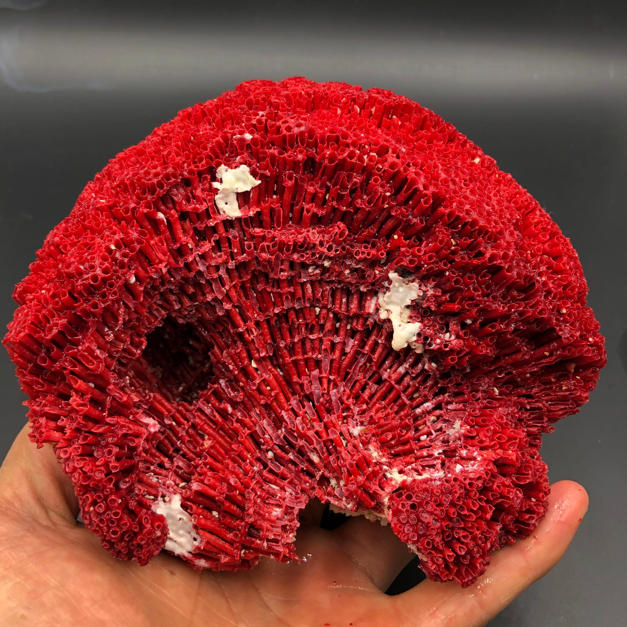 Red Coral 100% Natural beautiful Rare Red Coral Branches | Etsy