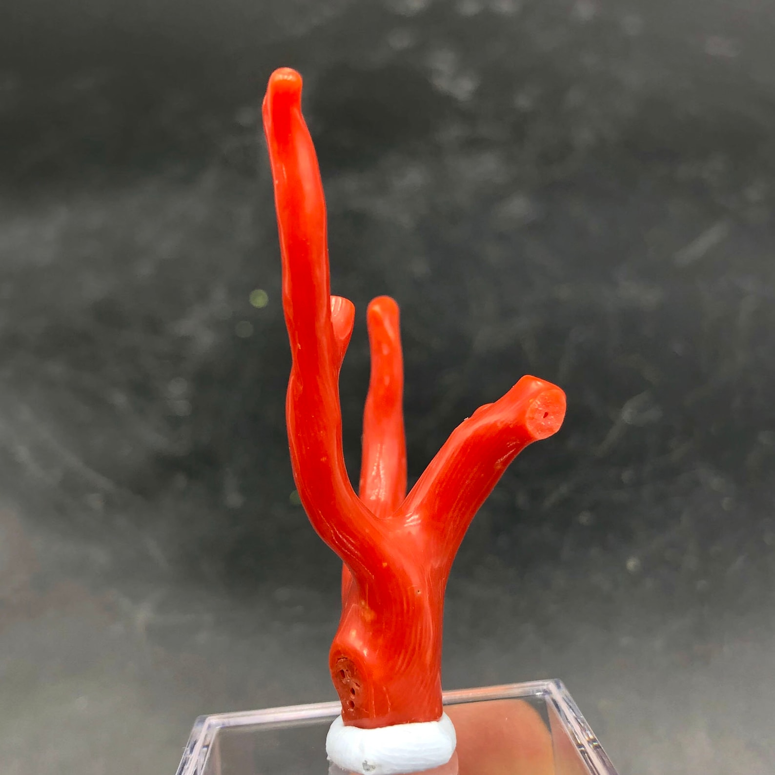  Red Coral  100 Natural beautiful Rare Red Coral  Branches 