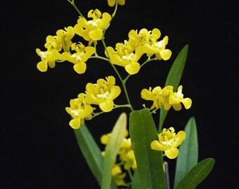 Oncidium cheirophorum small orchid seedling