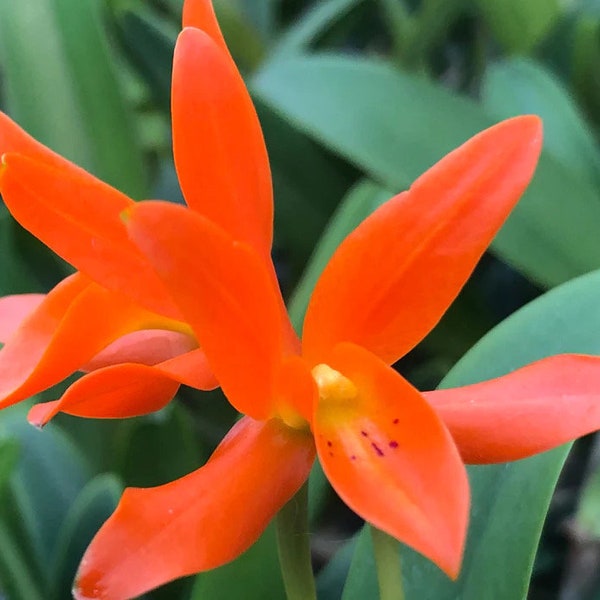 Cattleya aurantiaca small orchid seedling