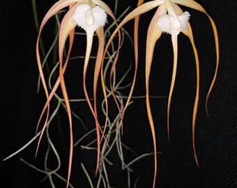 Slc. Bright Angel x L. briegeri) x Brassavola cucullata small orchid seedling