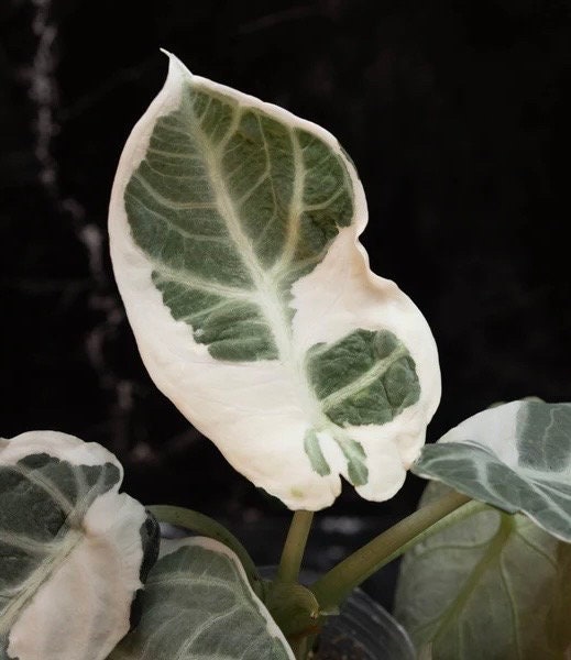 その他観葉植物 Alocasia Black Velvet ninja var NO3 Alocasia 'Ninja' - Gabriella Plants