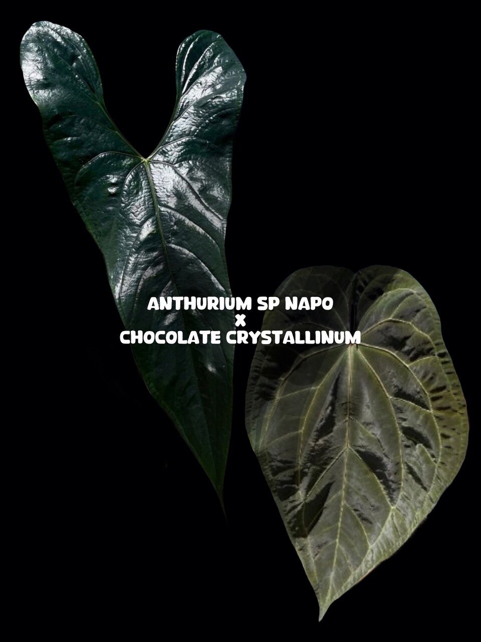 bonsai samen zum keimen bringen Bonsai Anzuchtset kaufen ➤ Handmade & Plastikfrei main image 1