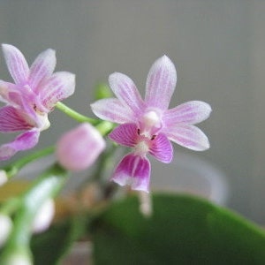 Kingidium philippinense small orchid seedling image 3