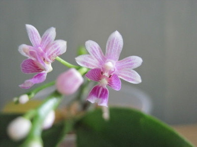 Kingidium philippinense small orchid seedling image 3