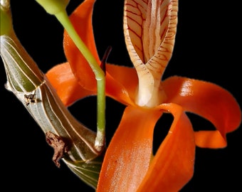 Dendrobium unicum orchid keiki