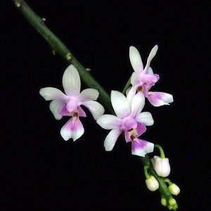 Kingidium philippinense small orchid seedling image 1