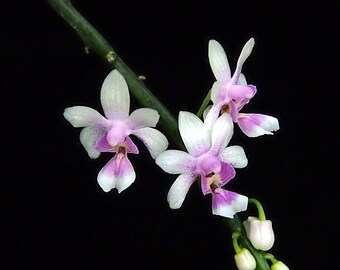 Kingidium philippinense small orchid seedling