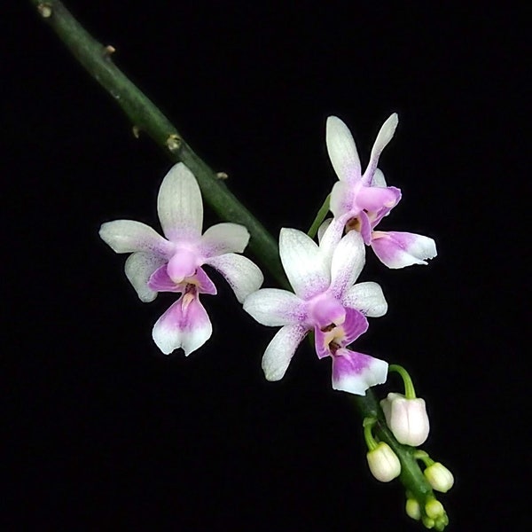 Kingidium philippinense small orchid seedling