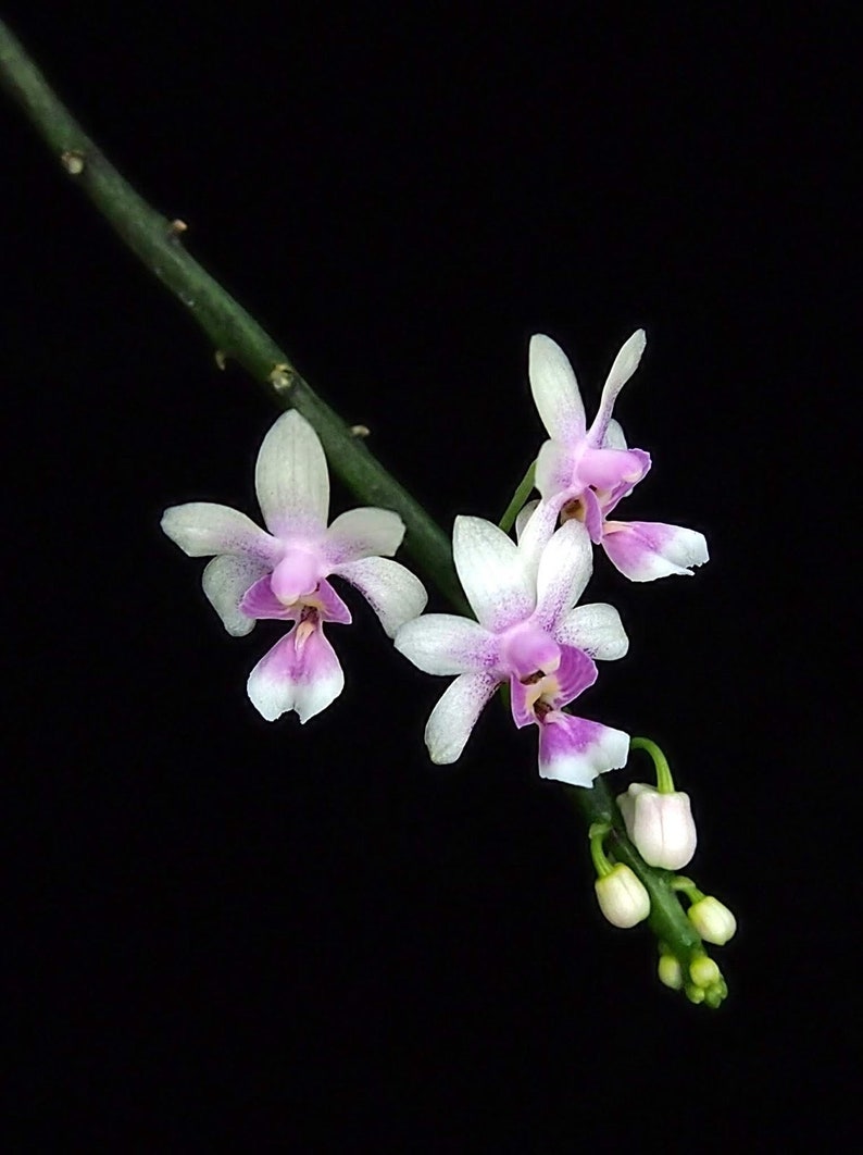 Kingidium philippinense small orchid seedling image 1