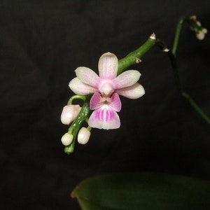 Kingidium philippinense small orchid seedling image 2