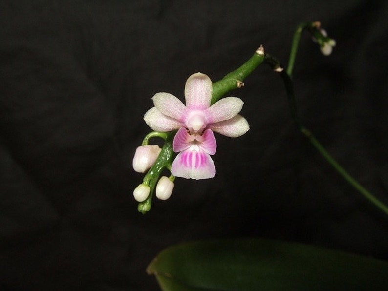 Kingidium philippinense small orchid seedling image 2
