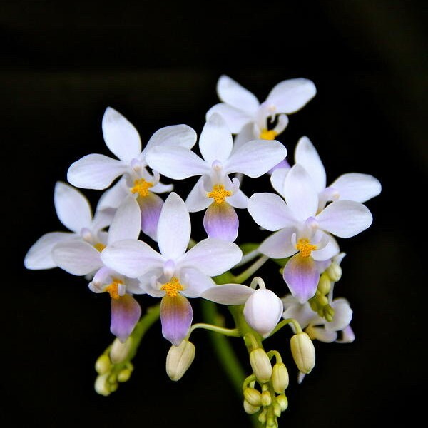 Phalaenopsis equestris var coerulea SMALL orchid seedling