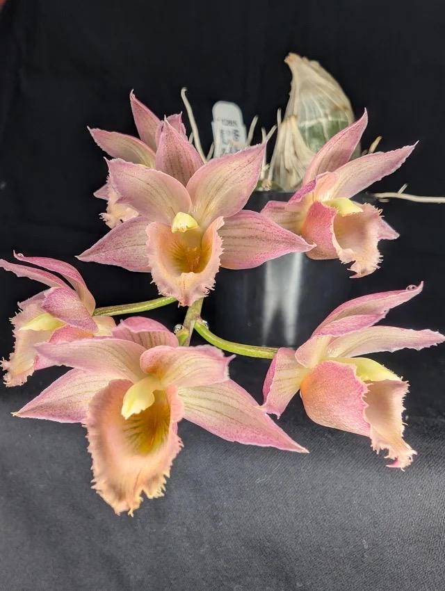 Svo 11265 Mo. Jumbo Doll (Cl. Grace Dunn 'Live Oak' HCC/AOS x Morm. badia 'SVO Yellow') Live Catasetum Orchid Blooming Size