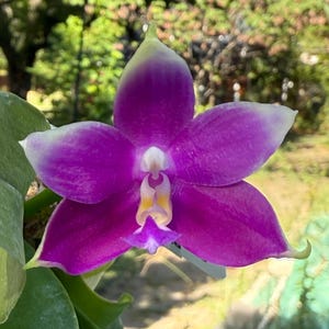 Phalaenopsis Pylo&#39;s Becky. Live Phalaenopsis orchid. Blooming size.