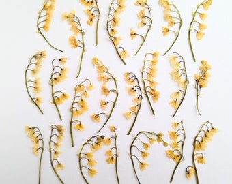 Lily of the Valley. Dried pressed flowers.